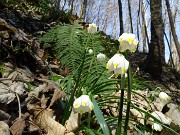 26 Leucojum vernum (Campanelle)